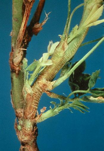 نماتد ساقه یونجه